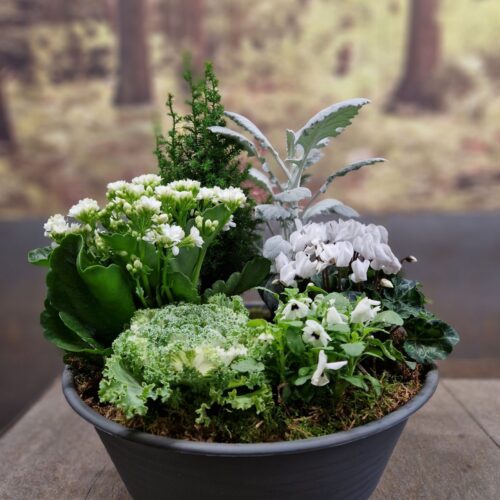 Coupe de plante