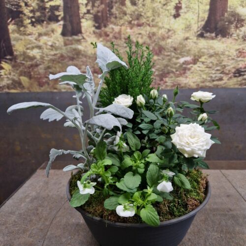 Coupe de plante