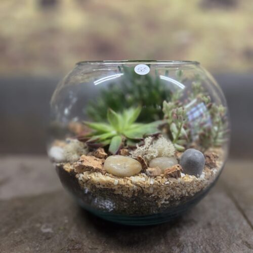 Terrarium